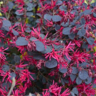 Loropetalum Black Pearl - Chinese Witch Hazel