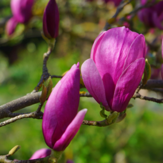 Magnolia Livingstone - Circa 2.5m Tall