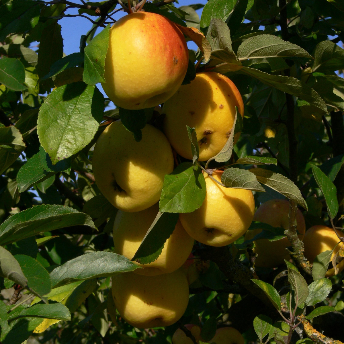 Malus 'Super' - Crabapple Tree - Circa 2m Tall