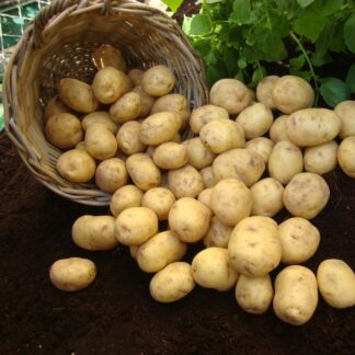 Marfona - 2nd Early Seed Potatoes - Pack of 10