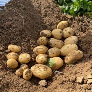 Marvel - Main Crop Seed Potatoes - Pack of 10