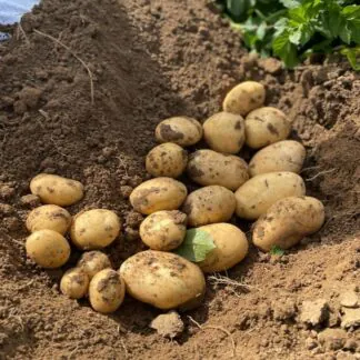 Marvel - Main Crop Seed Potatoes - Pack of 10