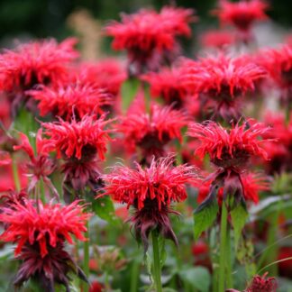 Monarda Didyma Cambridge Scarlet  - Bergamot