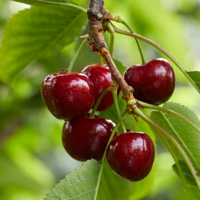 Cherry Tree - Morello Patio - 150-170cm Tall