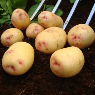 Osprey - Second Early Seed Potatoes - Pack of 10