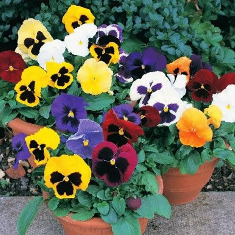 Pansy Plants Mixed Colours in Bud & Bloom