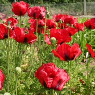 Papaver Orientale Brilliant - Blood Red Oriental Poppy