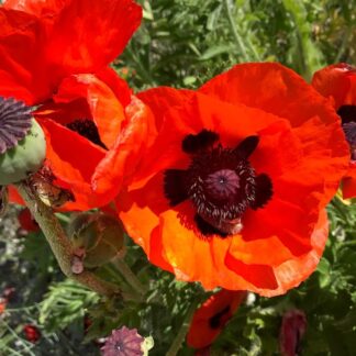Papaver Orientale 'Allegro' - Brilliant Orange-Red Oriental Poppy