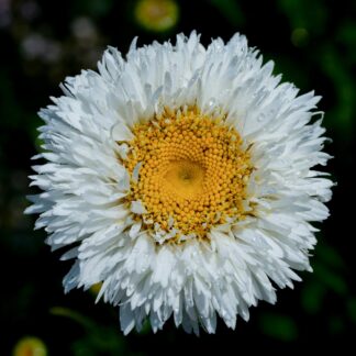 Leucanthemum Real Galaxy - Shasta Daisy