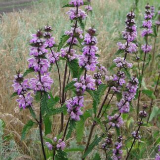 Phlomis Tuberosa Bronze Flamingo
