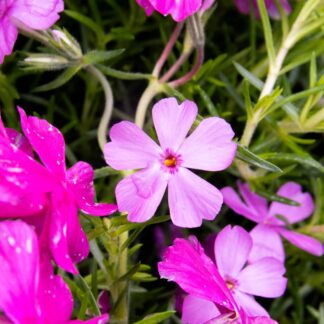 Phlox Subulata Macdaniel's Cushion