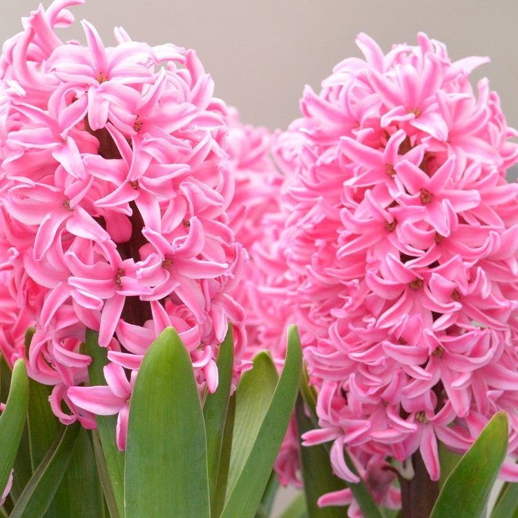 Pink Hyacinths in Bud And Bloom