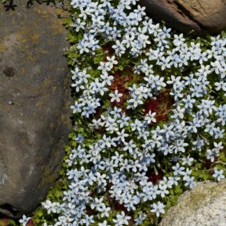 Pratia Angulata Treadwelli