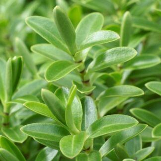 Hebe 'Rakaiensis' - Veronica Plant