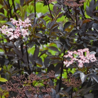 Sambucus Nigra Porphyrophylla 'Black Beauty' Gerda - Elderberry Tree - Circa 2m Tall