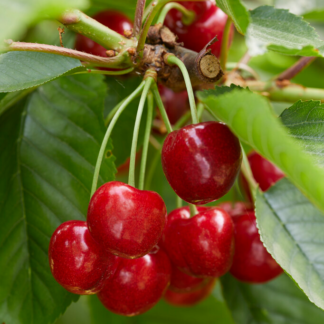 Cherry Tree - Stardust Coveu Patio (Gisela 5) - 150-170cm Tall