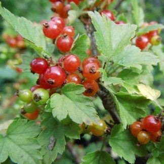 Ribes Alpinum 'Schmidt' - Alpine Currant