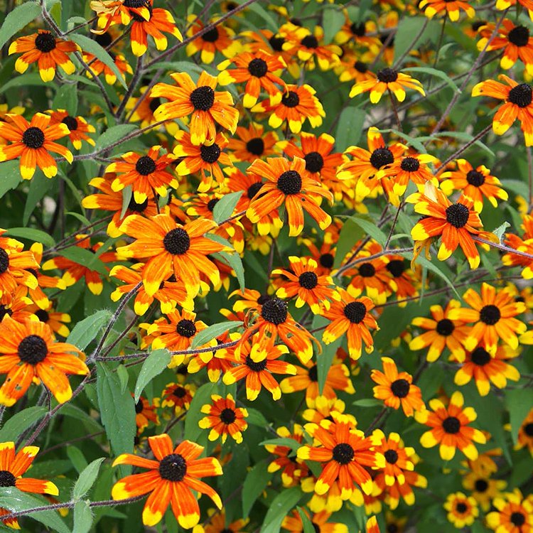 Rudbeckia Triloba 'Prairie Glow'