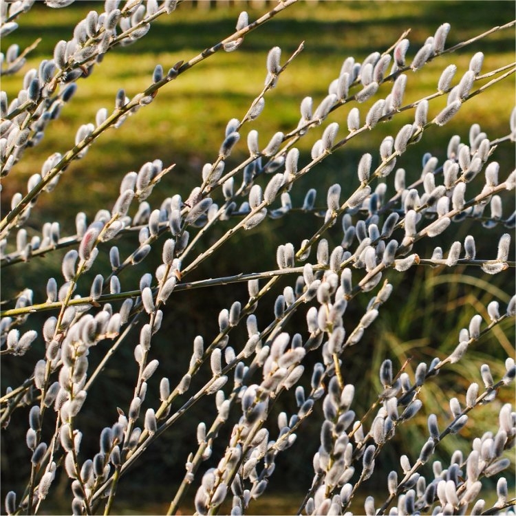 Salix Hybrida Smithiana - Silky Leaved Pussy Willow