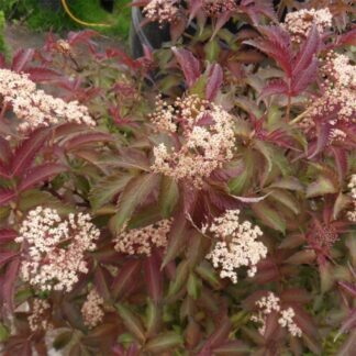 Sambucus 'Serenade' - Elder
