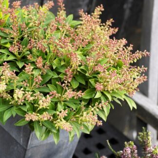 Pieris Japonica Sarabande - Lily of The Valley Shrub