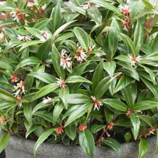 Sarcococca Hookeriana Winter Gem - Fragrant Sweet Box