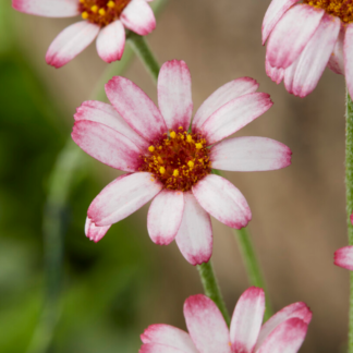 Rhodanthemum 'Marrakech' - African or Moroccan Daisy