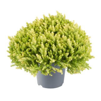 Sedum Acre Aurea