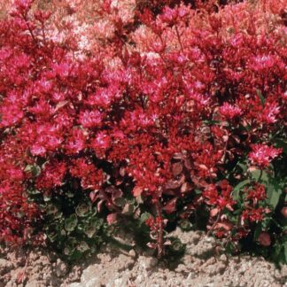 Sedum Spurium 'Coccineum' - Caucasian Stonecrop