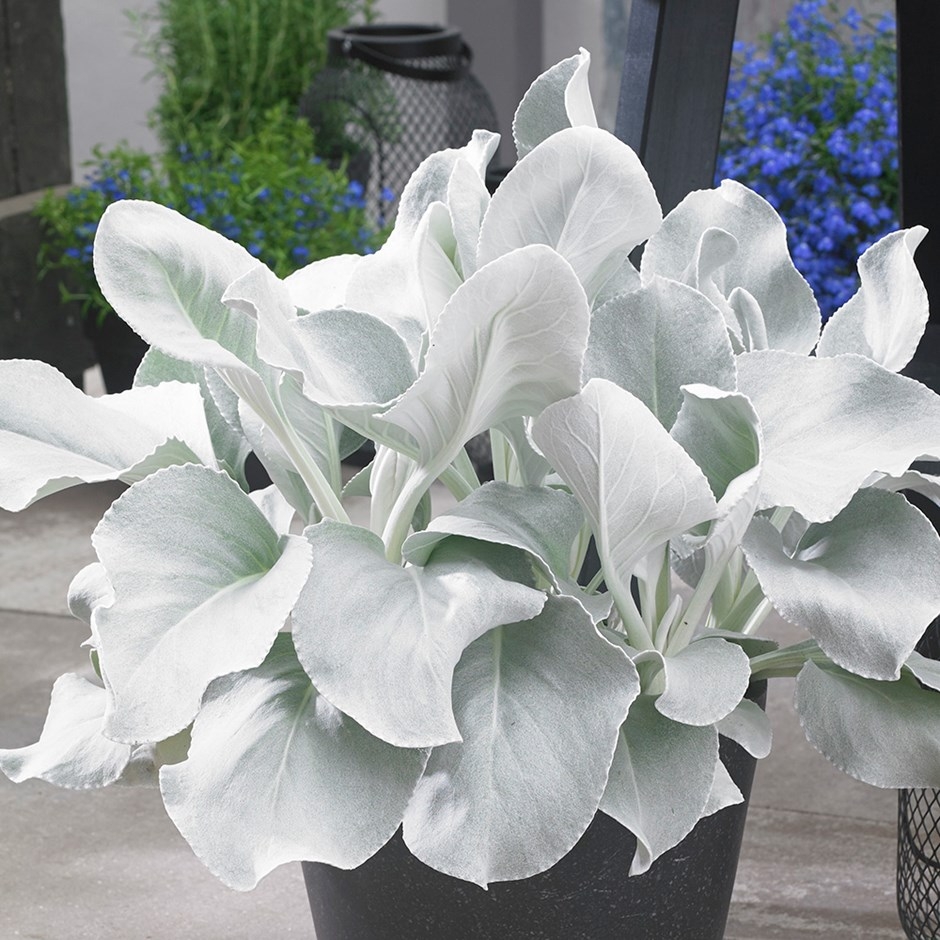 Large Senecio Candidans Angel Wings