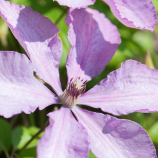Clematis 'Margaret Hunt'