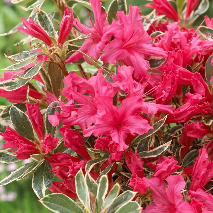 Azalea Japonica Silver Sword - Dwarf Japanese Rhododendron