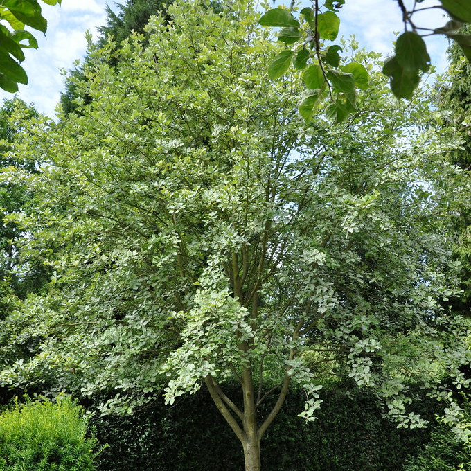 Sorbus Aria 'Lutescens' - Whitebeam Tree - Circa 2m Tall