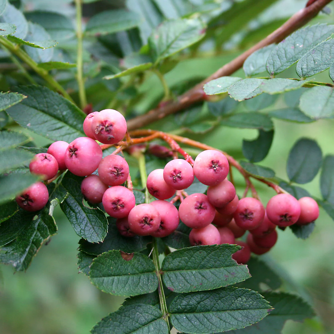 Sorbus Pseudovilmorinii - Rowan Tree - Circa 2m Tall