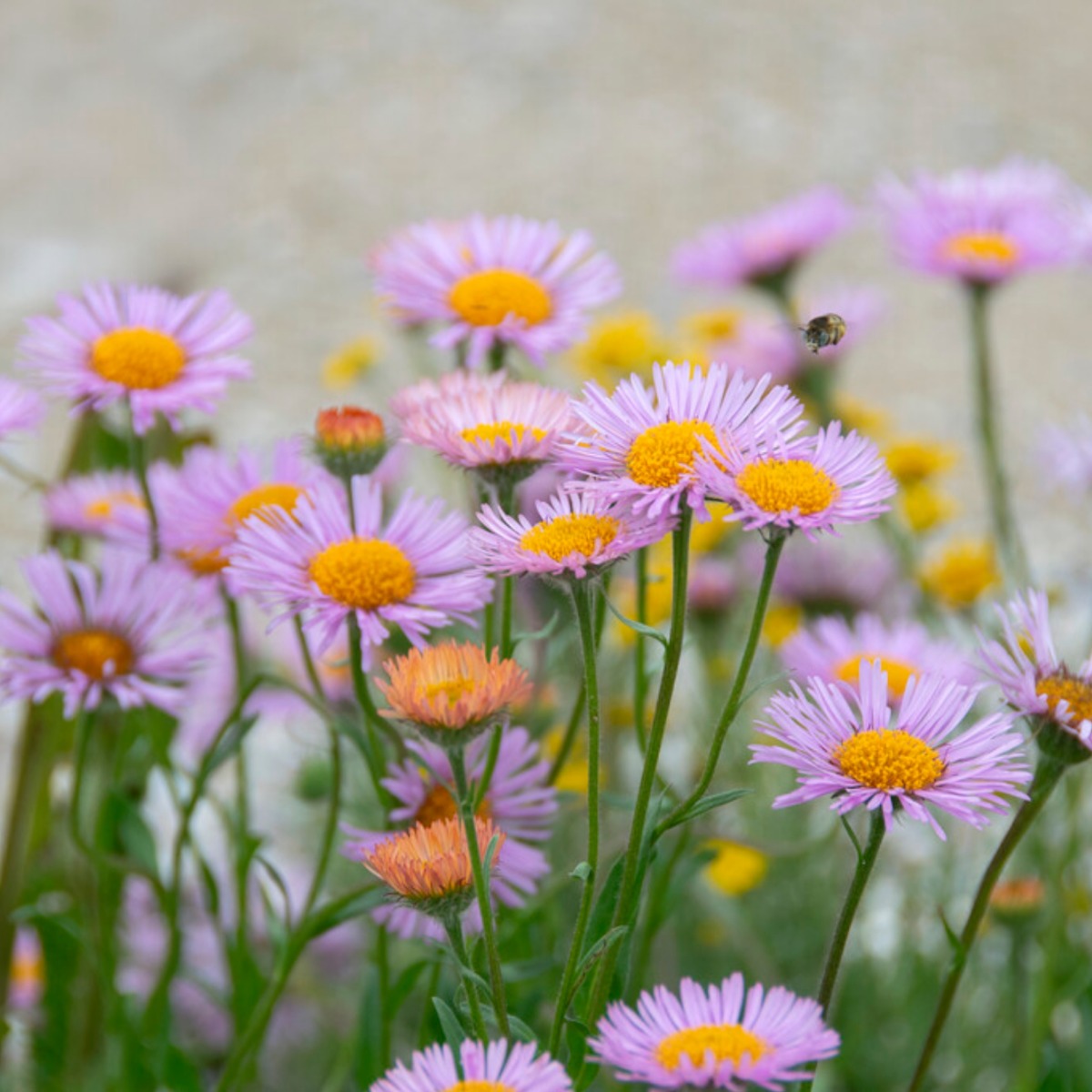 Erigeron Karvinskianus 'Lavender Lady'