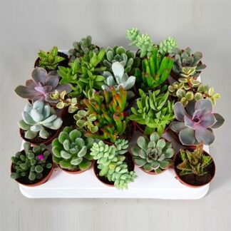 Succulent Plant Collection - Five Contemporary Trendy Plants
