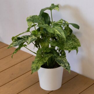Syngonium Podophyllum Mottled - Variegated Arrowhead Vine