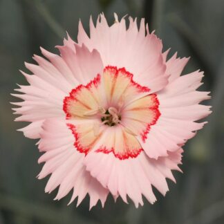Dianthus Tequila Sunrise