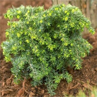 Tsuga Canadensis 'Jeddeloh' - Eastern Hemlock