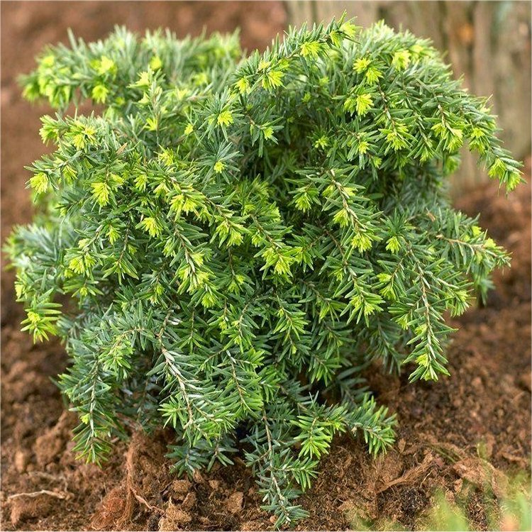 Tsuga Canadensis 'Jeddeloh' - Eastern Hemlock