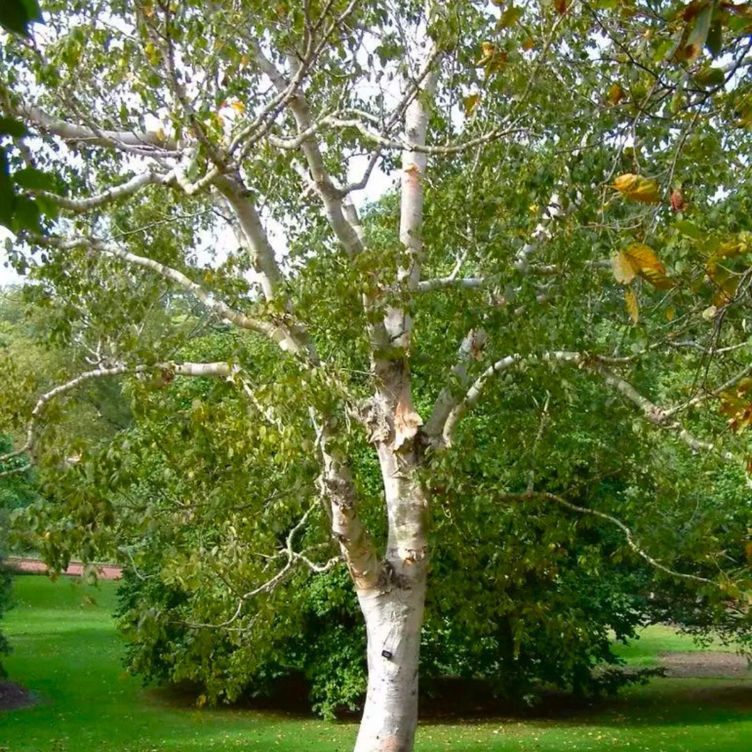 Betula Pendula Spider Alley - Contorted Birch Tree - Circa 120-150cm