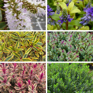 Hebes Collection - Selection of Six Outstanding Hardy Evergreen Hebe Plants