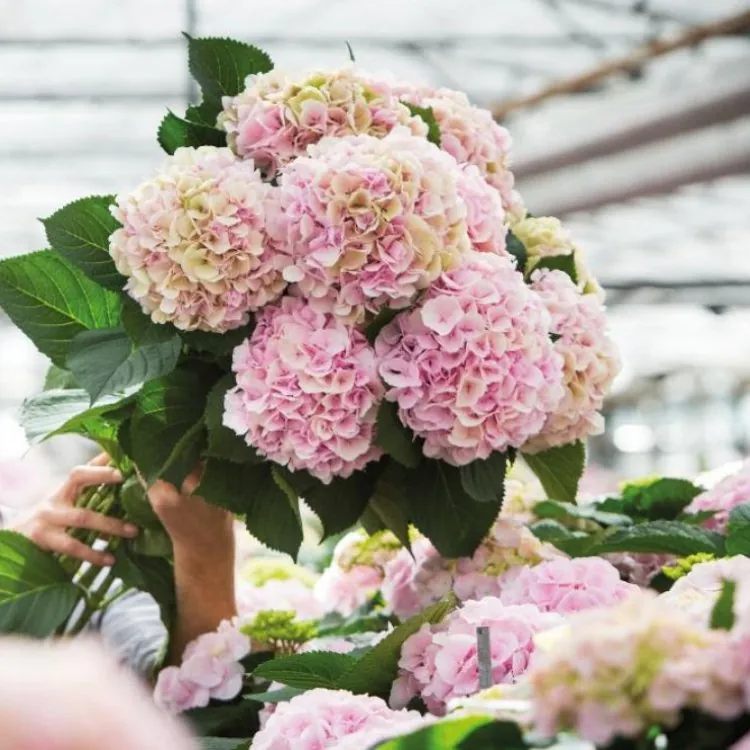 Mophead Hydrangea Macrophylla Verana - Large Flowered Mophead Hydrangea - XXXL Plants