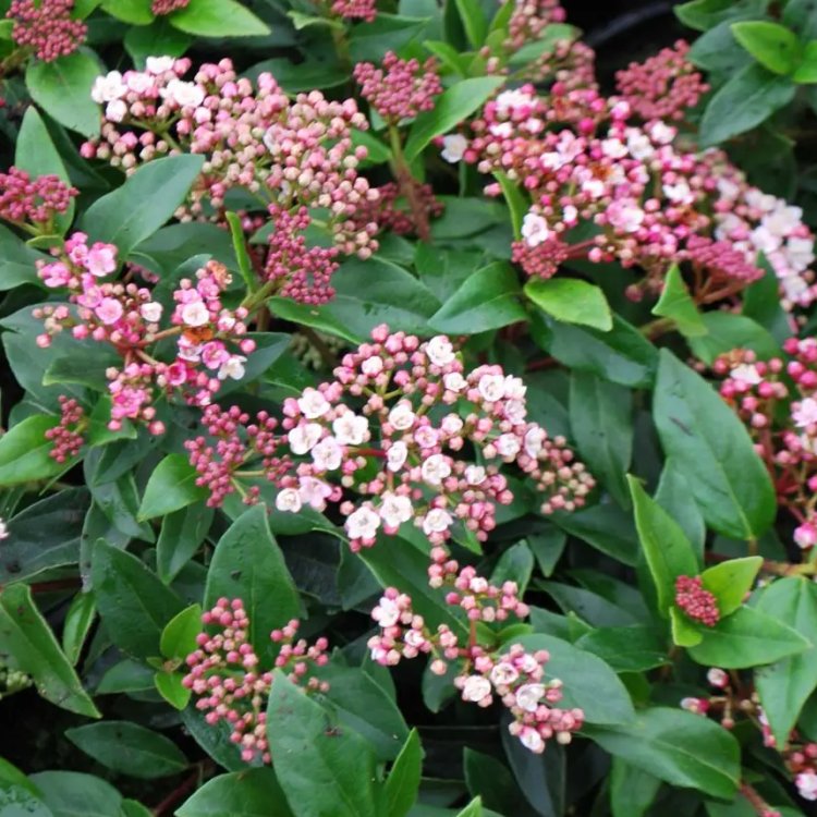 Viburnum Tinus Eve Price