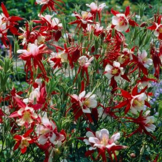 Aquilegia Crimson Star - Granny's Bonnet