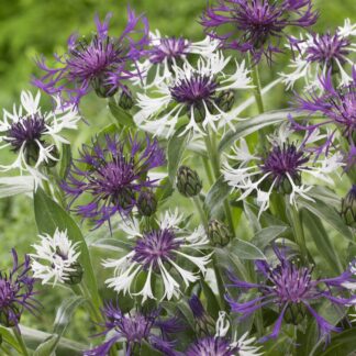 Centaurea Montana 'Amethyst in Snow'