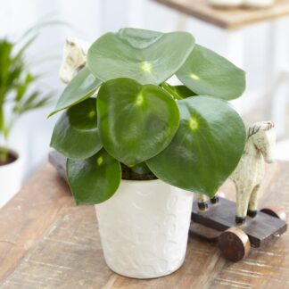 Peperomia Polybotrya 'Raindrop' - Raindrop Peperomia