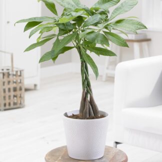 Pachira Aquatica Multi-Stem Tree - 'Money Tree'