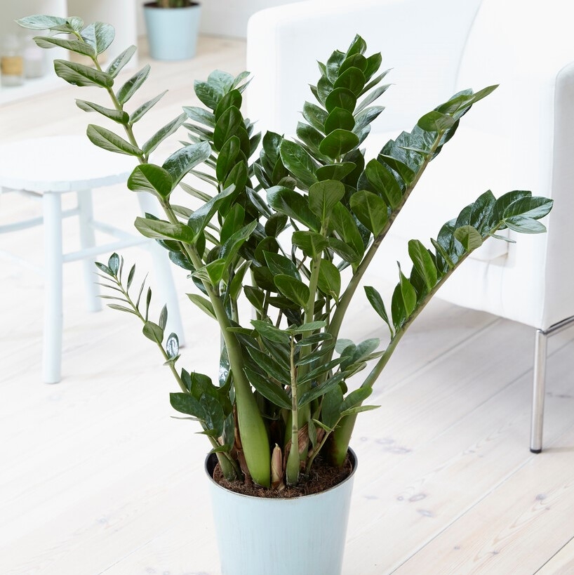 Zamioculcas Zamiifolia - Zz Plant