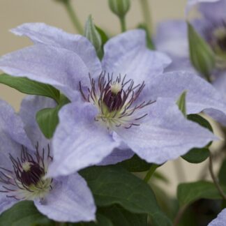 Clematis 'Myosotis'